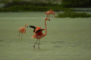 rode flamingo  